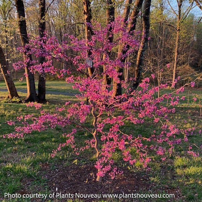 #5 Cercis can Zig Zag/ Eastern Redbud Native (TN)