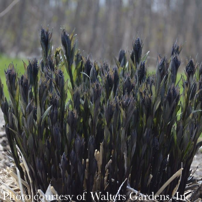 #1 Amsonia tab Storm Cloud/ Bluestar Native (TN)