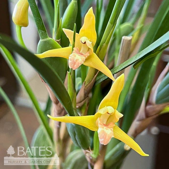 6p! Orchid Maxillaria ten / Coconut Orchid /Tropical