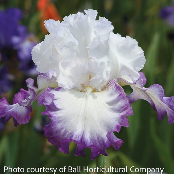 #1 Iris germ Center Ice/ White, Purple German Bearded