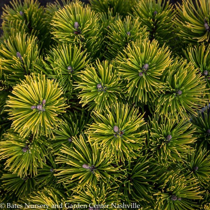 #1 Pinus mugo Carsten&#39;s Wintergold/ Dwarf Pine