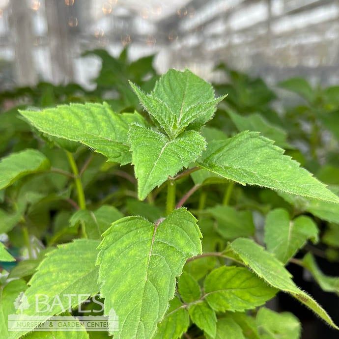 #1 Monarda did Cambridge Scarlet/ Red Beebalm Native (TN)