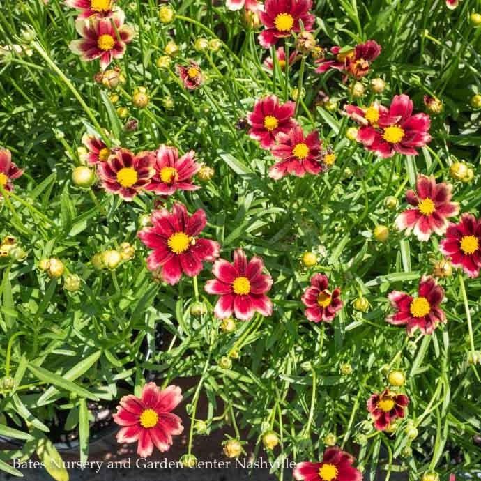 #1 Coreopsis x PW Li&#39;l Bang &#39;Red Elf&#39;/ Compact Tickseed