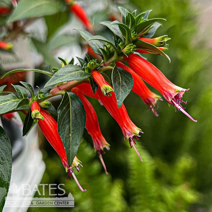 Tropical #2 Cuphea PW Vermillionaire/ Firecracker Plant Tropical