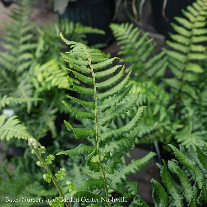 #1 Dryopteris Southern Wood/ Fern
