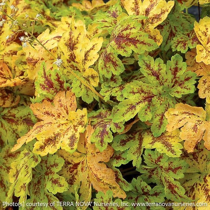 #1 Heucherella Solar Power/ Foamy Bells