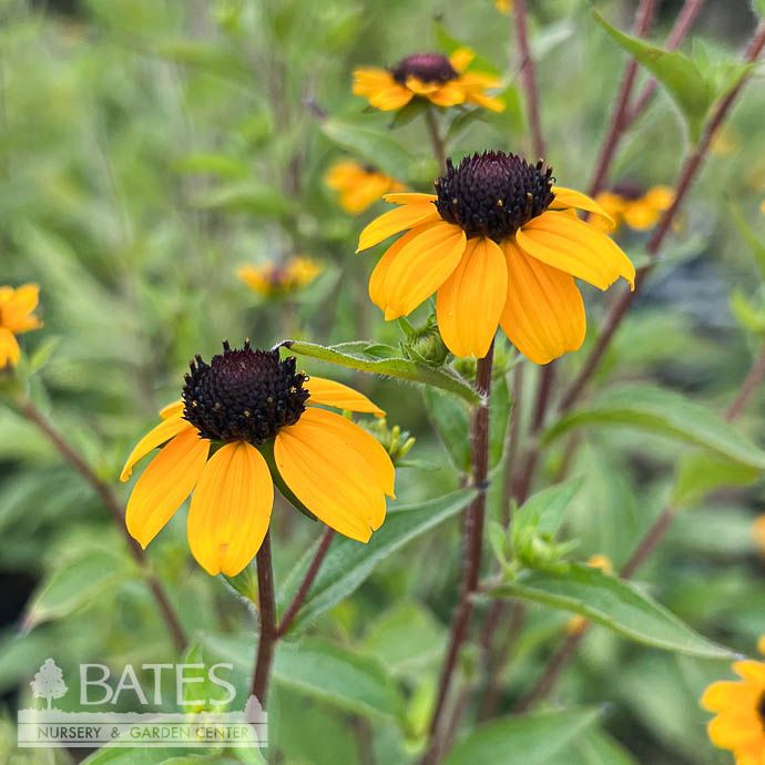 #1 Rudbeckia triloba/ Black-Eyed Susan Native (TN)
