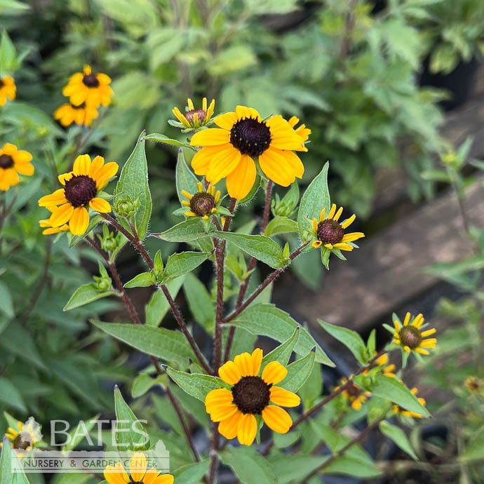 #1 Rudbeckia triloba/ Black-Eyed Susan Native (TN)