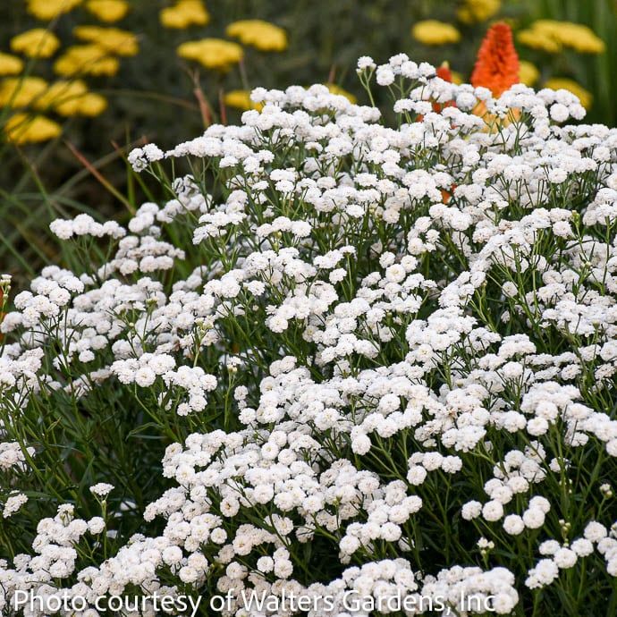 #1 Achillea ptarm Peter Cottontail/ White Yarrow