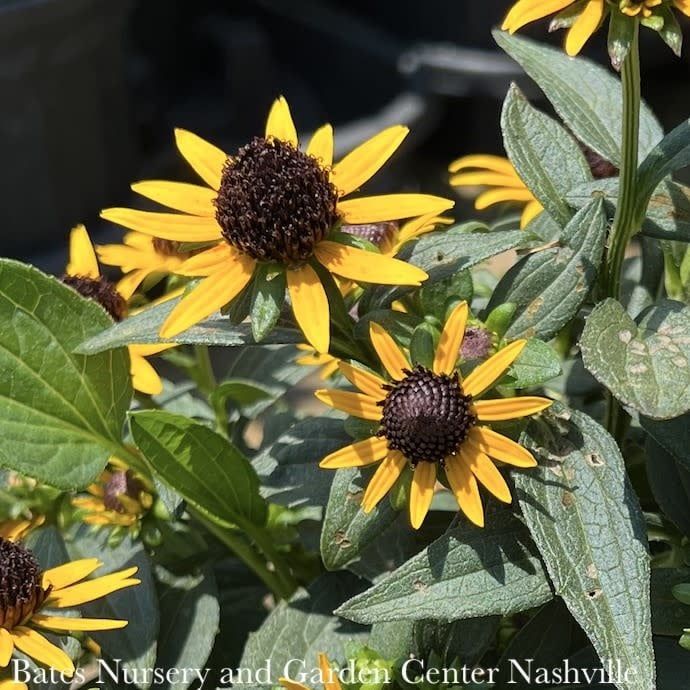 #1 Rudbeckia ful PW Little Goldstar/ Black-Eyed Susan Native (TN)