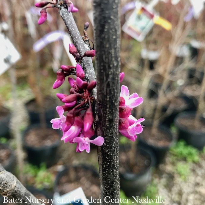 #7 Cercis can Forest Pansy / Purple Foliage Redbud Native (TN)