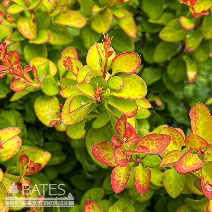 #3 Berberis thun FE Limoncello/ Barberry