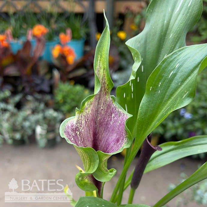 Tropical #1 Zantedeschia Captain Black/ Calla Lily