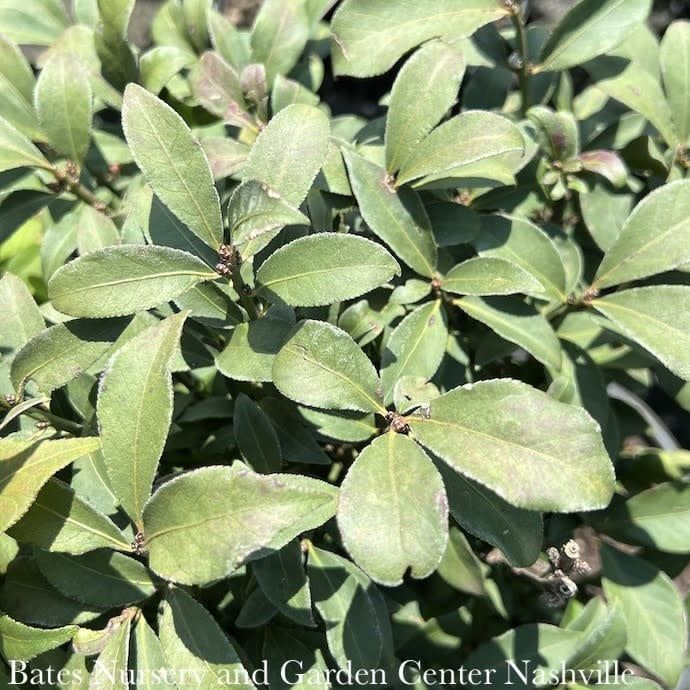 #7 Euonymus alatus Compactus/ Dwarf Burning Bush