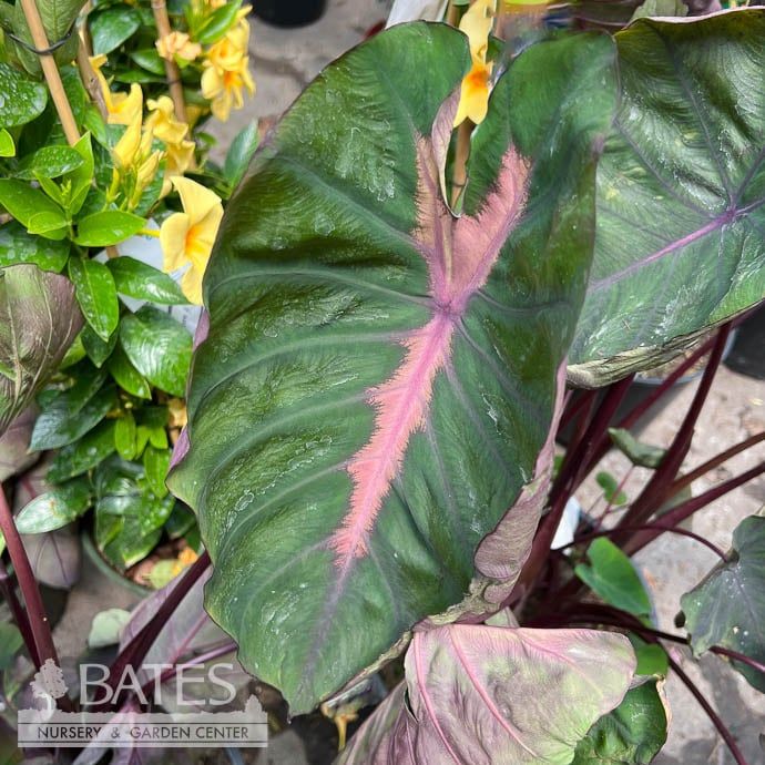 Tropical #3 Colocasia Redemption/ Black, Pink Elephant Ear
