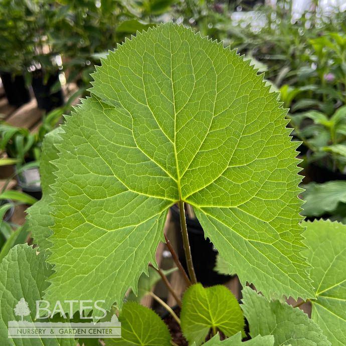 #1 Ligularia steno The Rocket