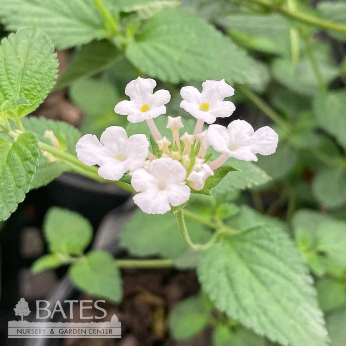 Tropical #1 Lantana Trailing White - No Warranty