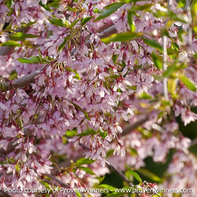 #7 Prunus x PW Pink Snow Showers/ Weeping Cherry
