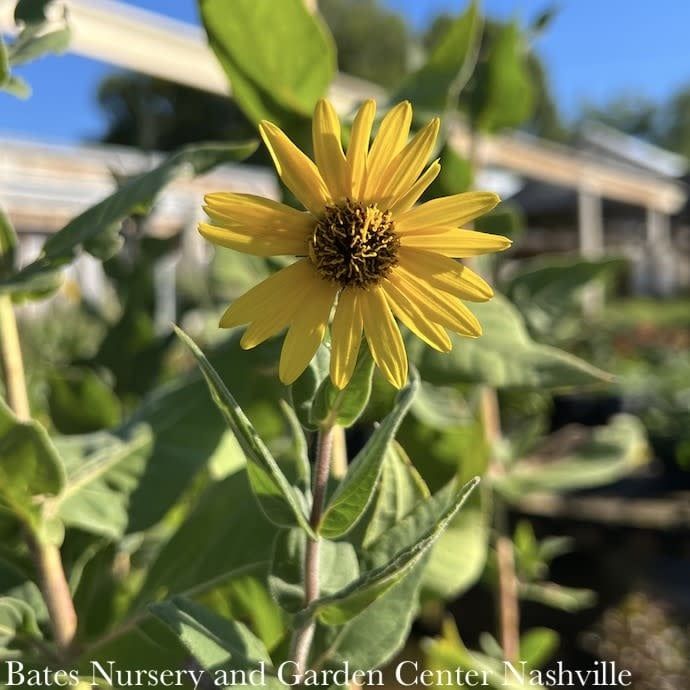#1 Helianthus mollis/ Ashy Sunflower Native (TN)