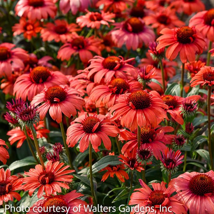 #1 Echinacea x Tanager/ Coneflower