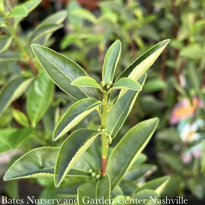 #3 Camellia sinensis/ White or Pink Tea - No Warranty