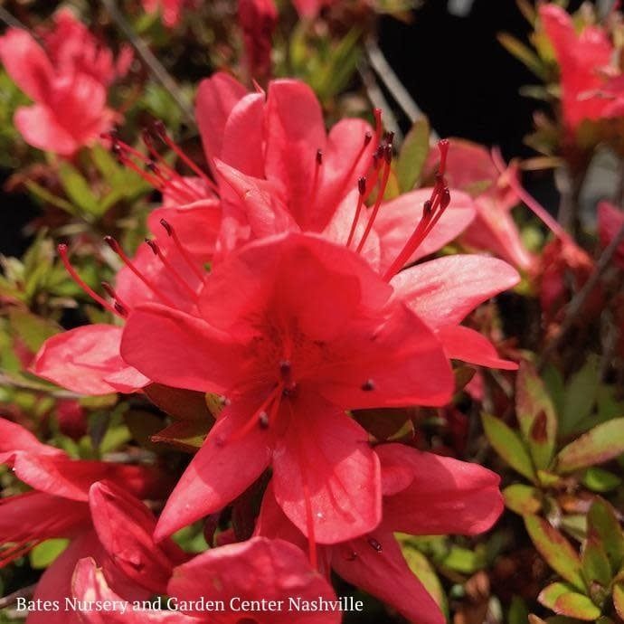 #1 Azalea Flame Creeper/ Orange-red