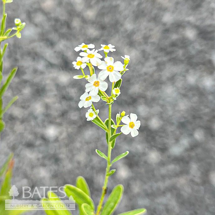 4P Euphorbia corollata/ Flowering Spurge Native (TN)