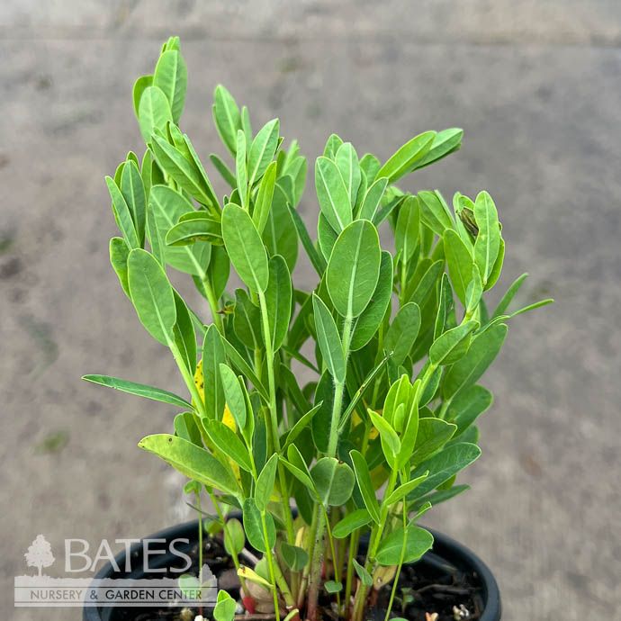 4P Euphorbia corollata/ Flowering Spurge Native (TN)