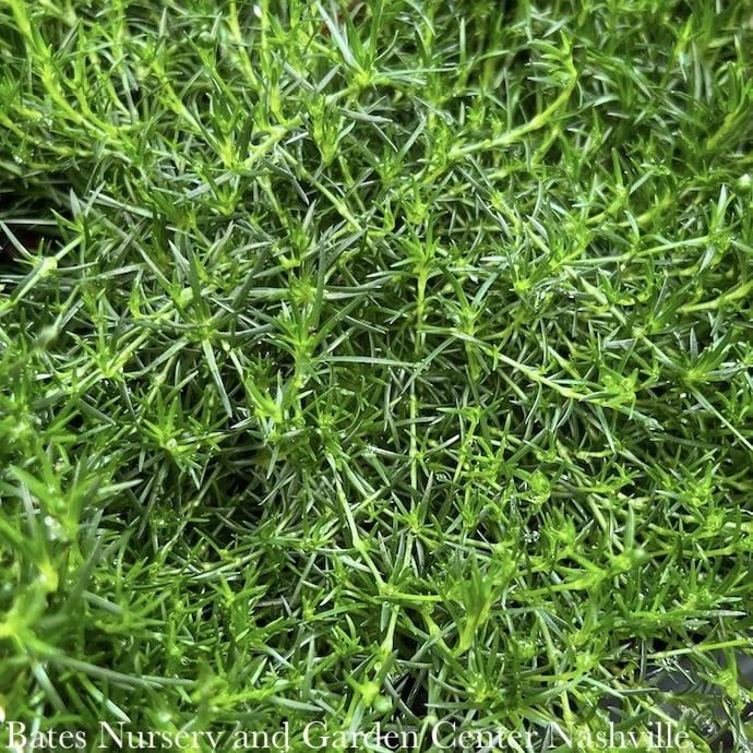 QP Sagina subulata/ Irish Moss