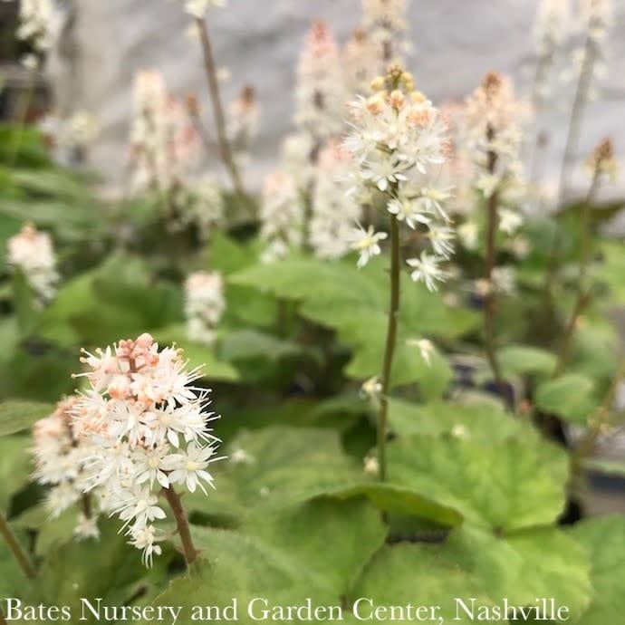 #1 Tiarella wherryi/ Wherry&#39;s Foam Flower Native (TN)