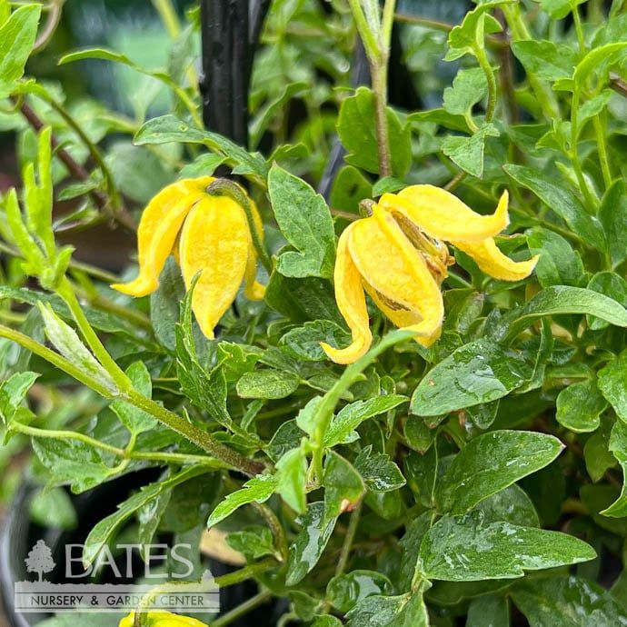 #1 Clematis Little Lemons/ Yellow