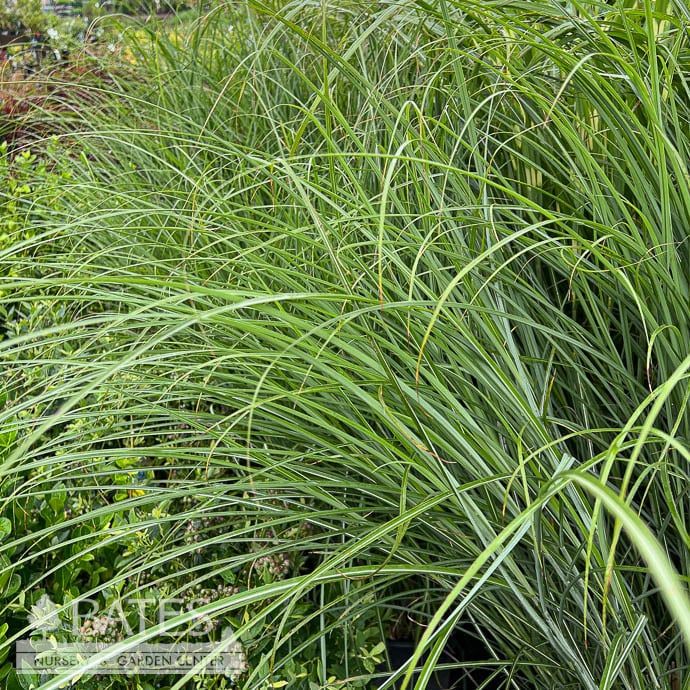 #3 Grass Miscanthus sine Graziella/ Compact Maiden