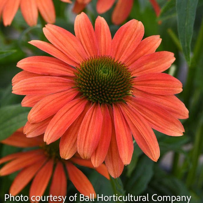 #1 Echinacea x Sombrero &#39;Tango Tangerine&#39;/ Coneflower
