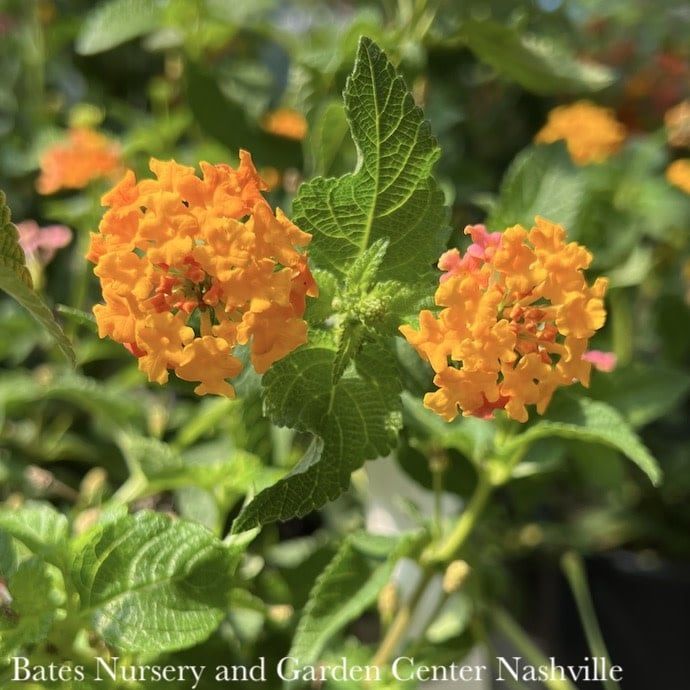 Tropical 4.5p Lantana cam Miss Huff/ Yellow - No Warranty