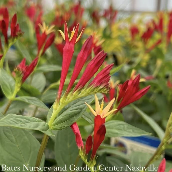 #2 Spigelia mar Little Redhead/ Indian Pink Native (TN)