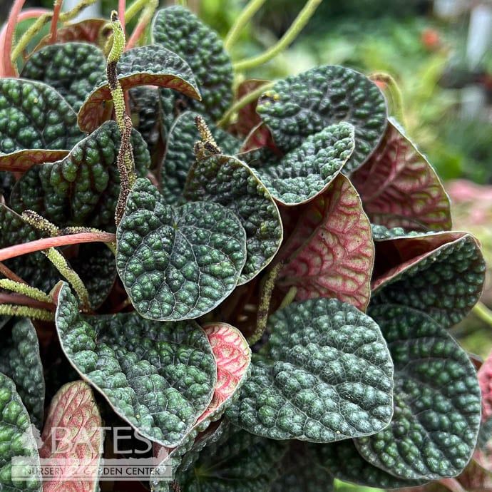 4p! Peperomia Green Bubble /Tropical