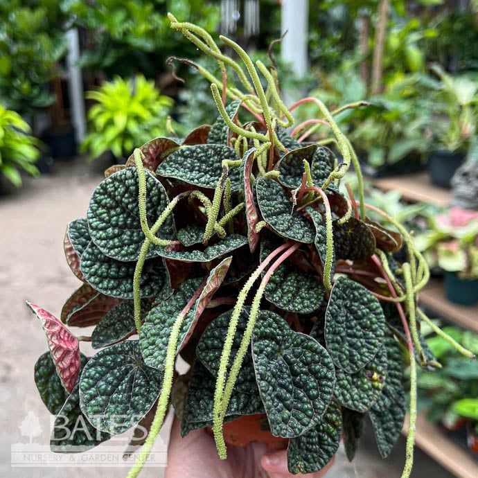 4p! Peperomia Green Bubble /Tropical