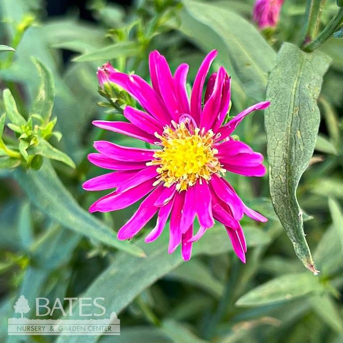 #1 Symphyotrichum nov-belgii Jenny/ Vibrant Pink Dwarf Aster Native (R)