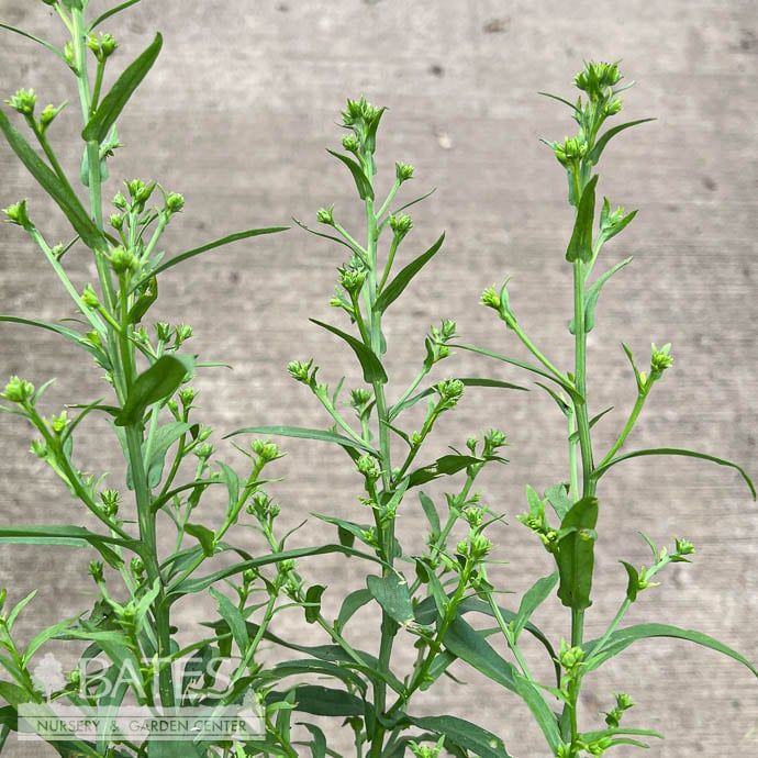 #1 Symphyotrichum nov-belgii Jenny/ Vibrant Pink Dwarf Aster Native (R)