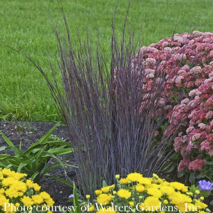 #2 Grass Schizachyrium scop Smoke Signal/ Little Bluestem Native (TN)