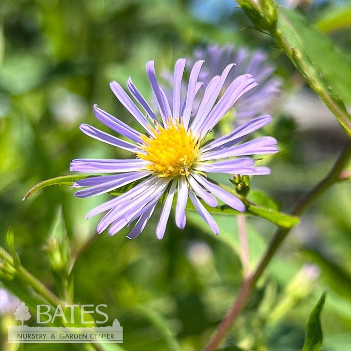 #1 Symphyotrichum puniceus/ Purple Stemmed Swamp Aster Native (TN)