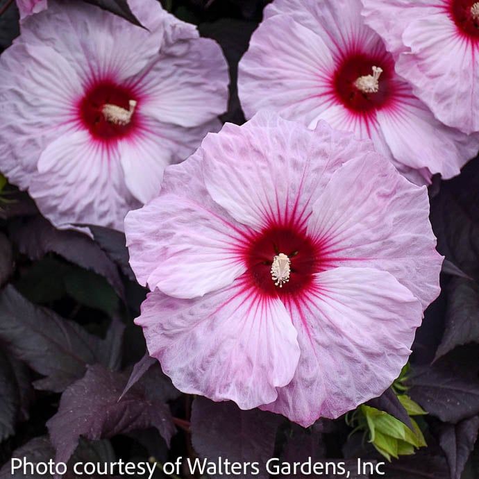 #3 Hibiscus mosc Dark Mystery/ White with Red Eye, Dark Leaves Hardy Native (TN)