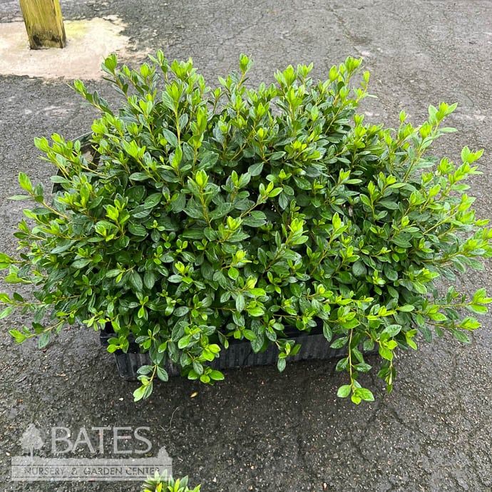 Topiary Hedge Box Azalea x Echo &#39;Snowball&#39;, Hardy Gardenia/ Repeat Double White - No Warranty