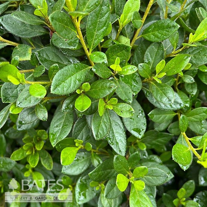 Topiary Hedge Box Azalea x Echo &#39;Snowball&#39;, Hardy Gardenia/ Repeat Double White - No Warranty