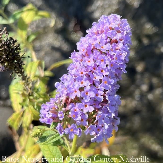 #1 Buddleia Buzz &#39;Sky Blue&#39;/ Butterfly Bush