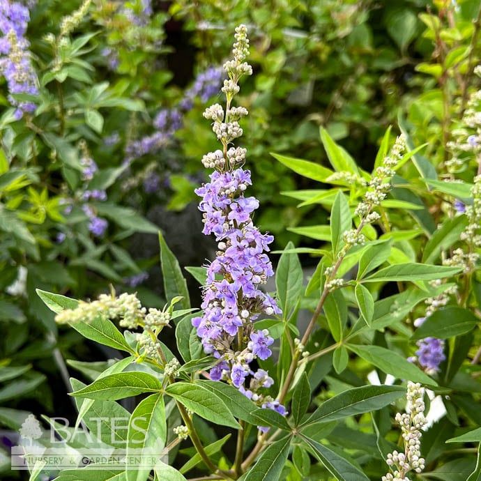 #3 Vitex FE Violet Mist/ Compact Chastetree