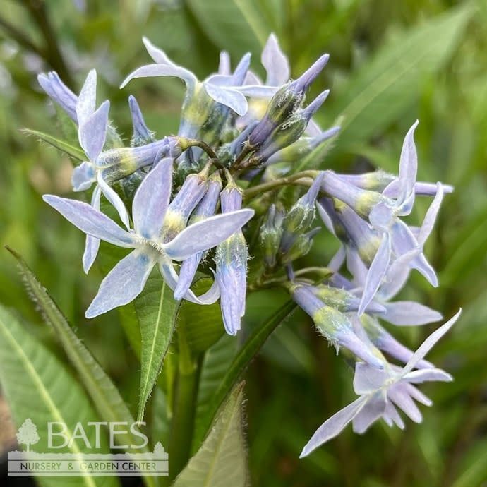 #3 Amsonia tab x rigida Starstruck/ Compact Bluestar Native (R)