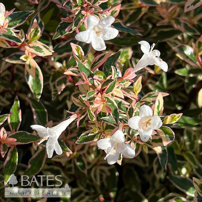 #3 Abelia x grand Vanilla Brandy/ Compact Variegated