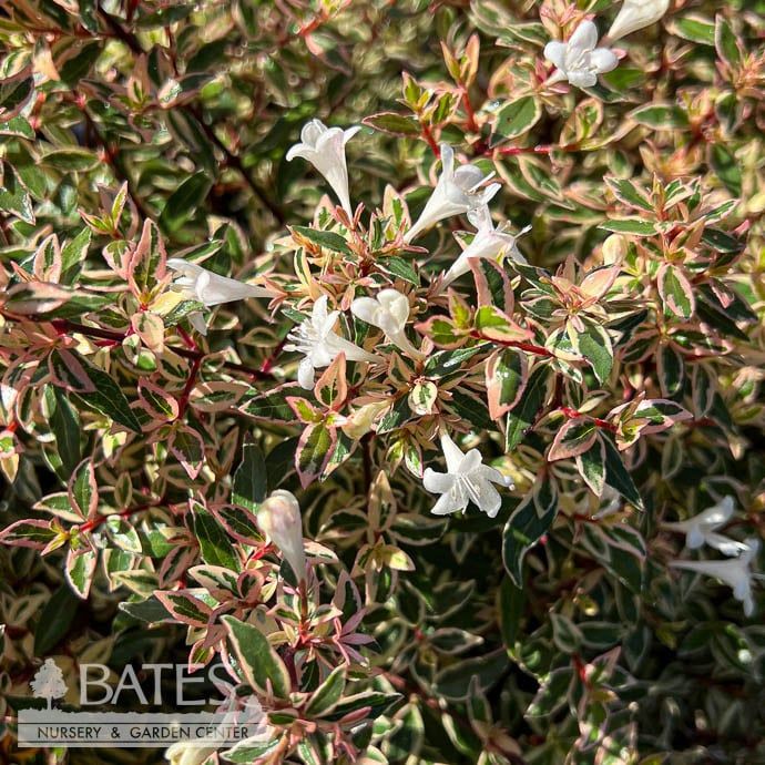 #3 Abelia x grand Vanilla Brandy/ Compact Variegated