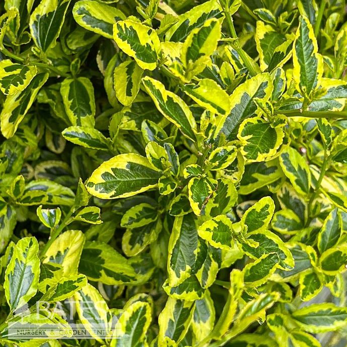 #2 Ceanothus thy Lemon Ice/ Variegated California Lilac